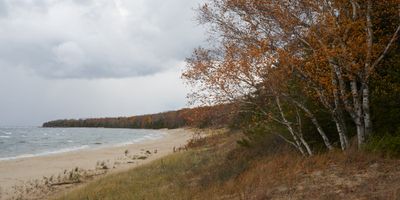 Shoreline Birch 