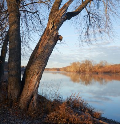 Downriver Trees