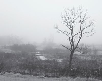 Willow and Morning Fog 