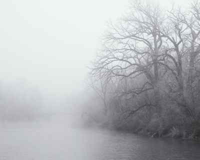 Oaks in the Fog