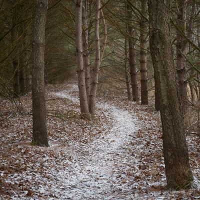 Path Through the Pines