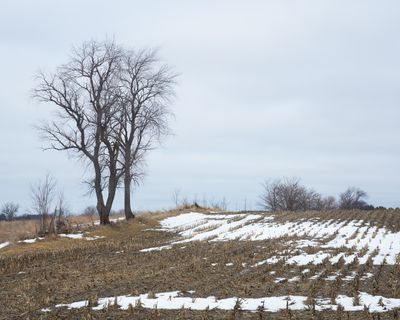 Field of Snow 