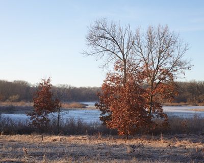 Midwinter Oaks at the Marsh 