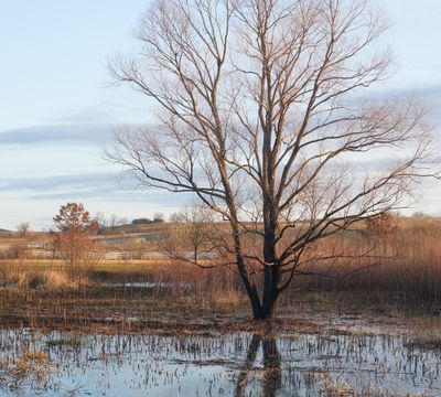 Wetland Willow in Pierce Township
