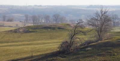 Fresh Growth on the Prairie 