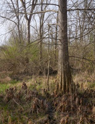 Cypress Tree and Knees 