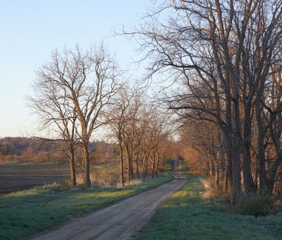 Woodlawn Road at Daybreak