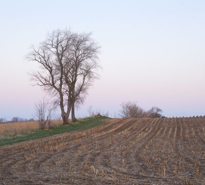 Field Stubble at Dawn 