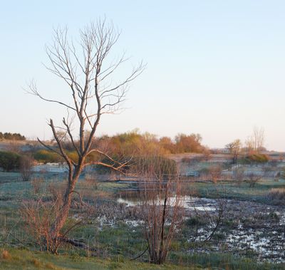 Prairie Wetland 