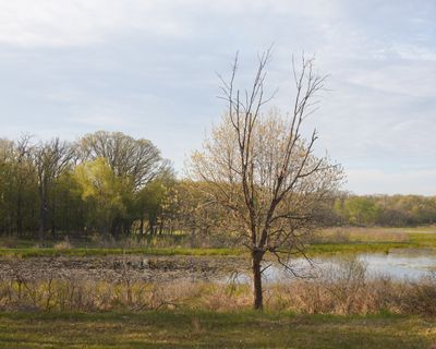 Morning at the Edge of Big Marsh