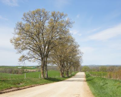 Oaks along Welch Road in May 