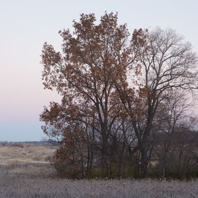 Dawn through the Hickory Trees