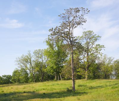 Hilltop Trees 