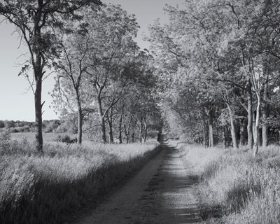 Gauntlet of Walnut Trees