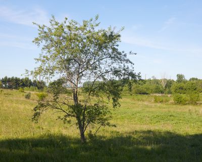 Early Summer Shadow