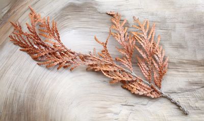 Cedar 