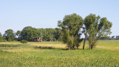 Wetland Willows