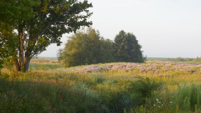 Field of Bergamot