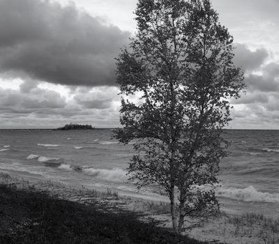Beach Birch and Clouds 