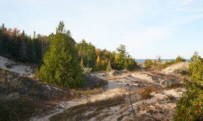 Trees and Dunes 