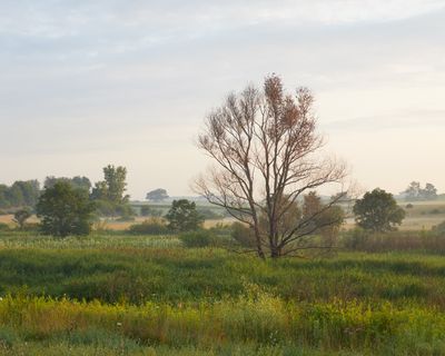 Dead Willow in the Wetland