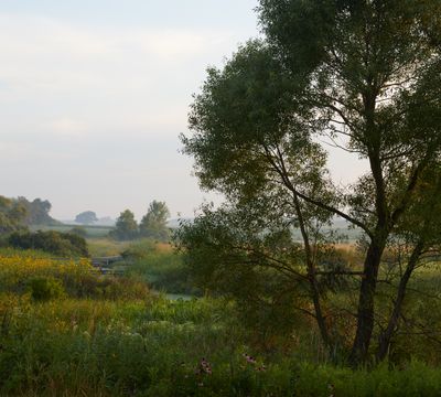 Wetland Willow at Daybreak