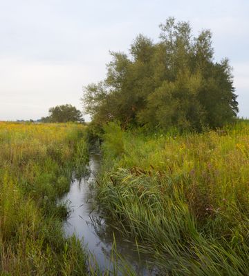 Cattails and Willows
