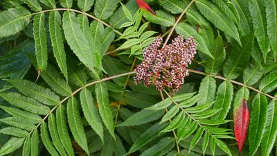 Smooth Sumac