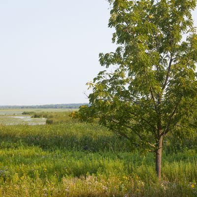 East Shore Walnut Tree