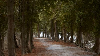 Shoreline Cedars