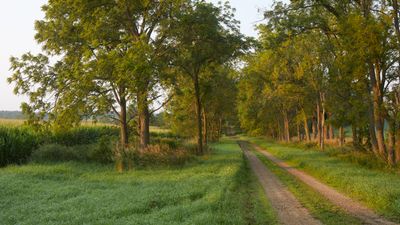 Midsummer Woodlawn Road