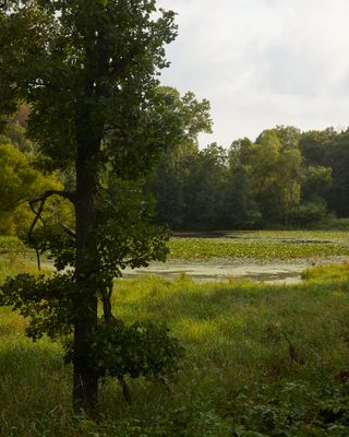 Willow Wetland