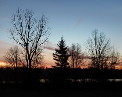 Tree Line