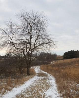 Past the Black Cherry Tree