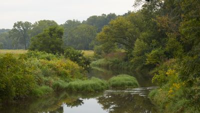 Morning Haze along Franklin Creek
