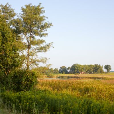North of Lewis Road in August
