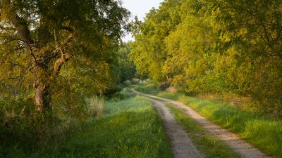 Winding Through the Woods