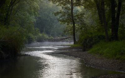 Morning Mist in the Floodplain 