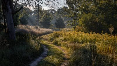 Winding Through the Goldenrod