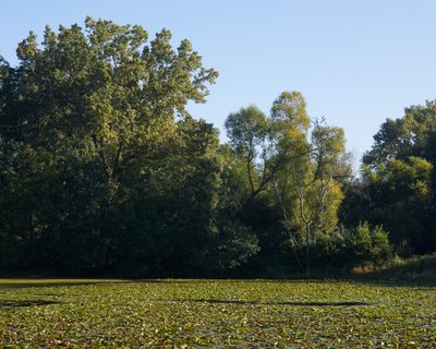 North Corner of Willow Wetland