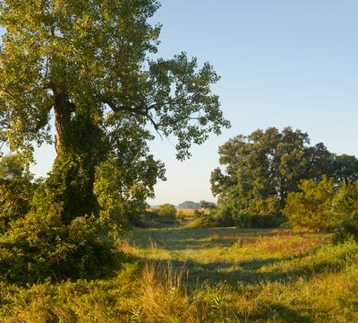 Cottonwood Tree and Pasture