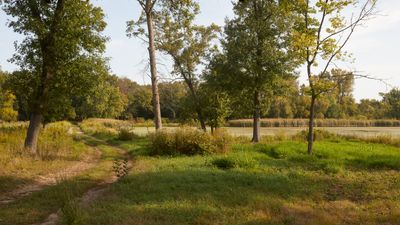 Big Pond Trail and Trees