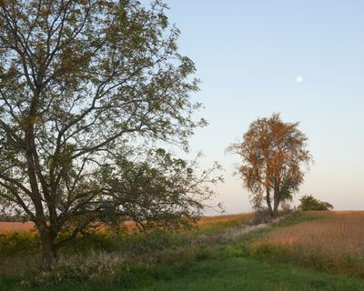 Hedgerow at Daybreak