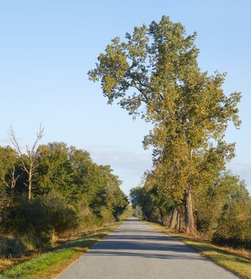 Cottonwood Tree along Headquarters Road