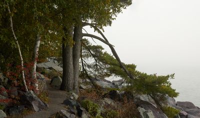 Shoreline Birch and Pine