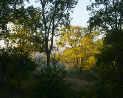Surrounded Cottonwood Tree