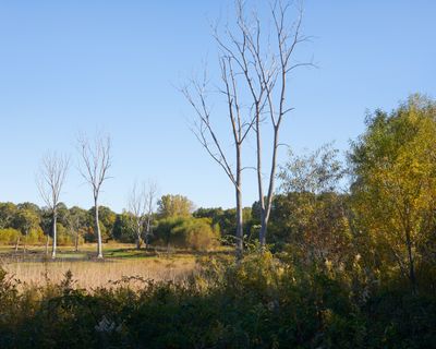 Southeast Corner of Willow Wetland