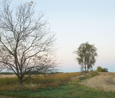 Between Fields at Dawn