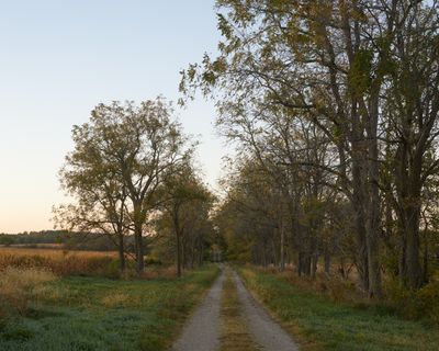 Walnut Trees at Dawn