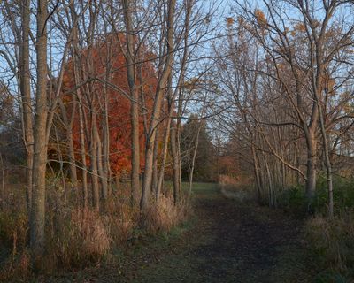 Walnut Grove at Dawn